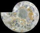 Cut Ammonite Fossil (Half) - Agatized #49905-1